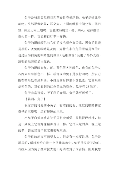 兔子的作文0.docx