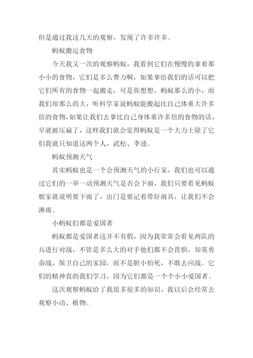三年级作文观察蚂蚁.docx
