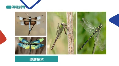蜻蜓飞飞