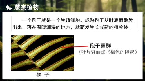 3.1.1 藻类、苔藓和蕨类植物 课件 人教版生物七年级上册(共27张PPT)