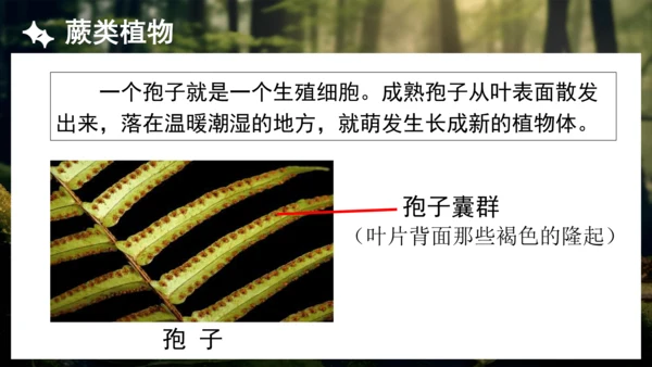 3.1.1 藻类、苔藓和蕨类植物 课件 人教版生物七年级上册(共27张PPT)