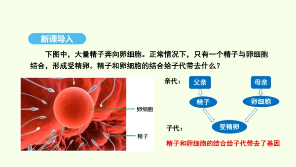 7.2.2基因在亲子代间的传递课件-人教版生物八年级下册(共29张PPT)