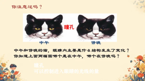 4.6.1  人体对外界环境的感知课件(共20张PPT)人教版 七年级下册