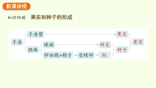 7.1.1植物的生殖-八年级生物人教版下学期同步精品课件(共33张PPT)