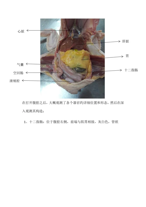 2023年鸡的解剖实验报告.docx