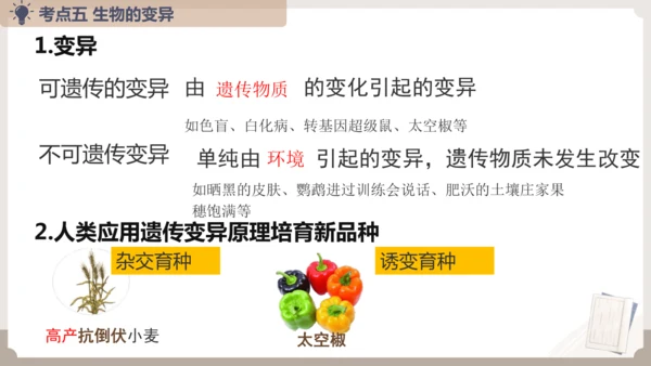 复习专题六生物的遗传与变异（串讲课件）-八年级生物上学期期末考点大串讲（人教版）(共23张PPT)