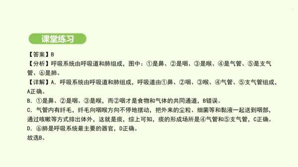 第四单元-第三章-第一节-呼吸道对空气的处理课件-2024-2025学年七年级生物下学期人教版(20