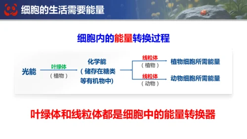 人教版（2024）七年级上册生物七年级上册期末总复习课件(共31张PPT)