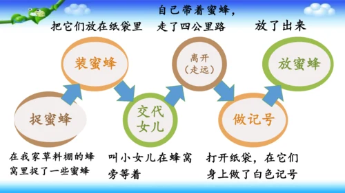 14《蜜蜂》课件