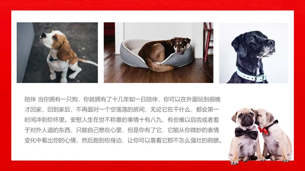 丑萌的小狗狗宠物通用PPT模板
