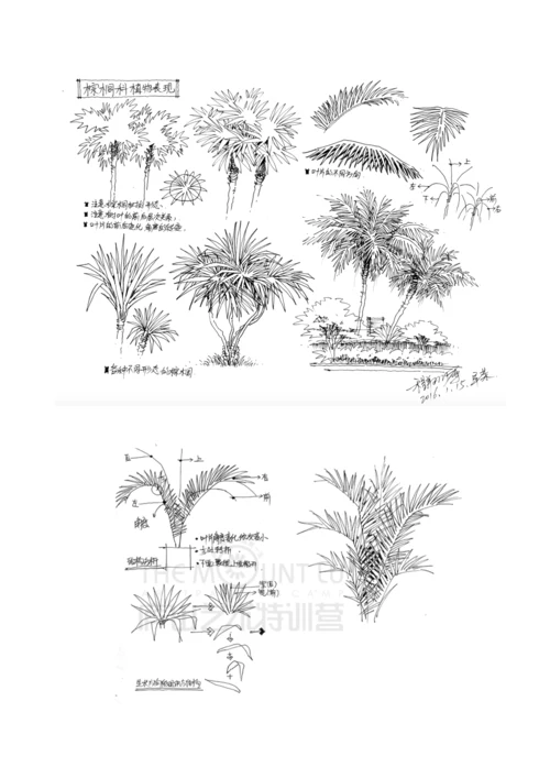 风景园林植物手绘技法.docx