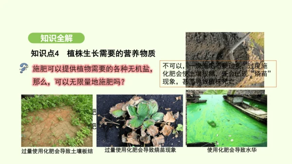 第三单元-第一章-第二节-植株的生长课件-2024-2025学年七年级生物下学期人教版(2024)(