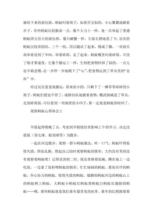 观察蚂蚁心得体会.docx