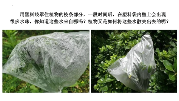 3.3 绿色植物与生物圈的水循环（课件）七年级生物上学期（人教版）(共25张PPT)