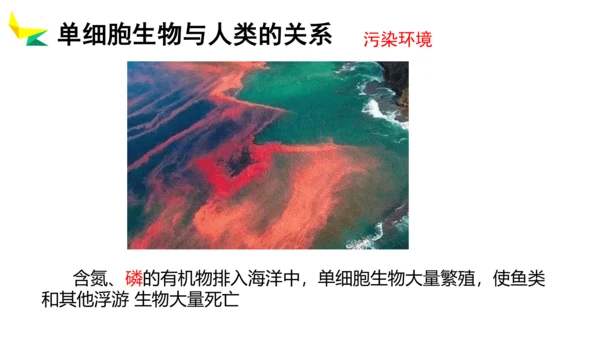 2.2.4 单细胞生物-2023-2024学年七年级生物上册优质教学课件（人教版）(共20张PPT)