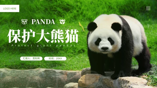 绿色实拍风保护大熊猫科普主题PPT模板