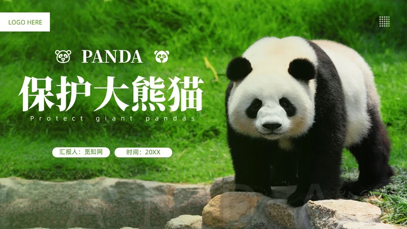 绿色实拍风保护大熊猫科普主题PPT模板