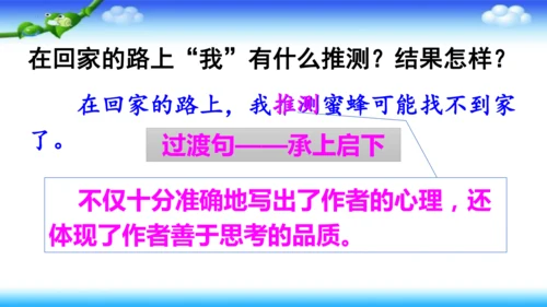 14《蜜蜂》课件