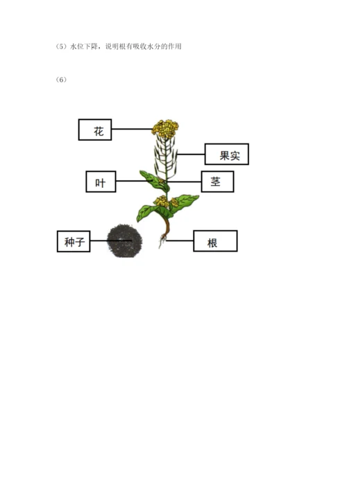 教科版科学四年级下册第一单元《植物的生长变化》测试卷（a卷）.docx