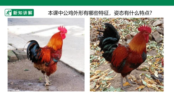 第十四课《艳丽的大公鸡》课件