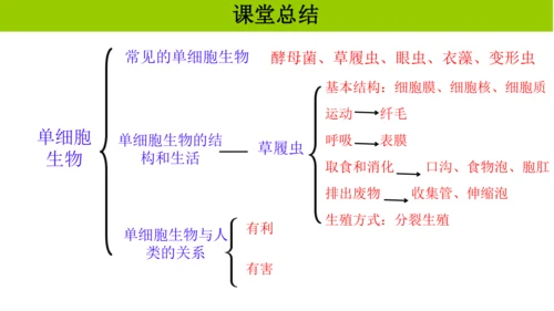 人教版生物七年级上册1.3.4 单细胞生物 教学课件（共22张ppt）+视频素材
