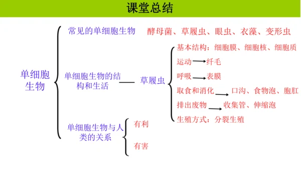 人教版生物七年级上册1.3.4 单细胞生物 教学课件（共22张ppt）+视频素材