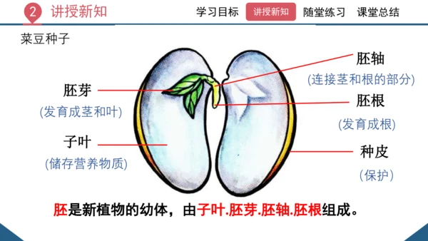 3.1.2  种子植物（课时1 种子的结构）课件-2023-2024学年人教版生物七年级上册(共24