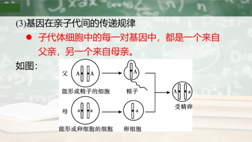 第2章 生物的遗传与变异（复习课件）-八年级生物下册章末知识总结 检测卷（人教版）(共19张PPT)
