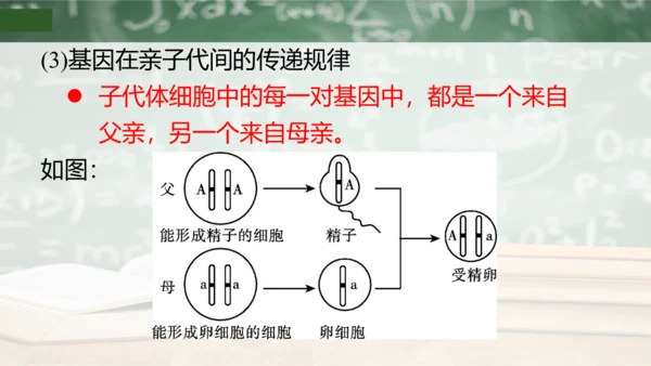 第2章 生物的遗传与变异（复习课件）-八年级生物下册章末知识总结 检测卷（人教版）(共19张PPT)