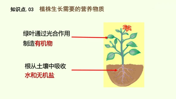 3.1.2植株的生长-七年级生物下学期同步精品课件（2024人教版）(共26张PPT)