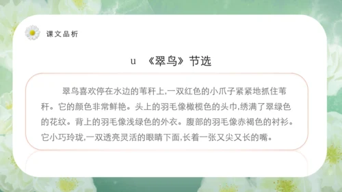 第15课《搭船的鸟》课件