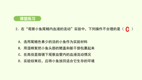 第四单元-第四章-第二节-血流的管道——血管课件-2024-2025学年七年级生物下学期人教版(20