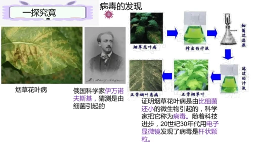 人教版生物七年级上册2.3.4《病毒》（课件）(共19张PPT)+视频素材