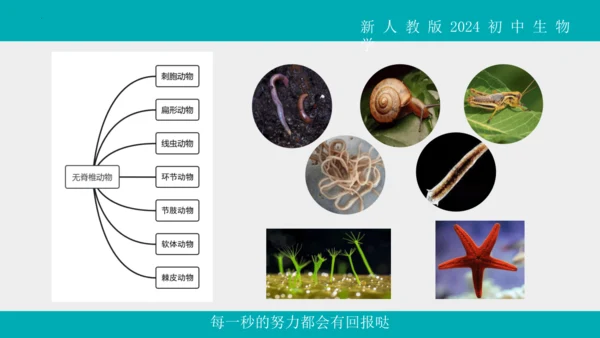 人教版生物七年级上册2.2.1《无脊椎动物》教学课件(共40张PPT)+视频素材