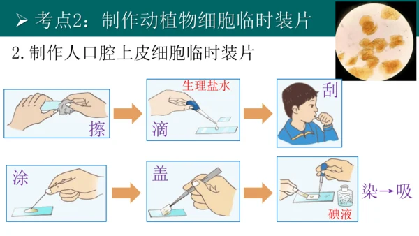 七上 第二单元生物体的结构层次-复习课件(共35张PPT)