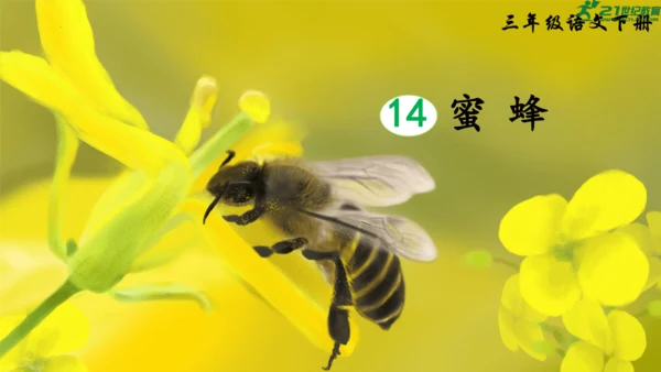 14《蜜蜂》课件