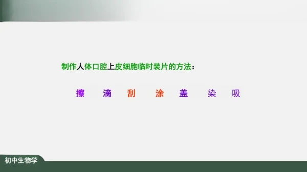 2.1.3 动物细胞 课件（共32张PPT）