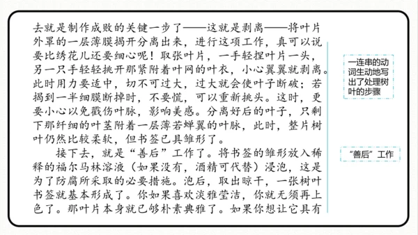 统编版语文五年级上册第五单元 习作例文《鲸》《风向袋的制作》 课件