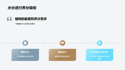 植物的生长过程