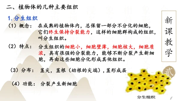 2.2.3 植物体的结构层次2023-2024学年七年级生物上册精品课件（人教版）(共18张PPT)
