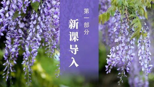 实拍风紫藤萝瀑布七年级语文课件PPT模板
