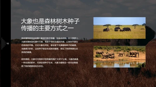 保护野生动物大象PPT模板
