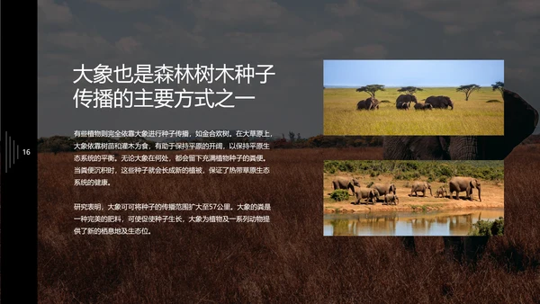 保护野生动物大象PPT模板