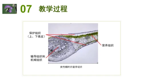 2.2.3植物体的结构层次 【说课课件】2023--2024学年人教版生物七年级上册(共42张PPT