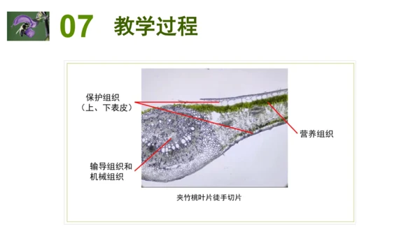 2.2.3植物体的结构层次 【说课课件】2023--2024学年人教版生物七年级上册(共42张PPT