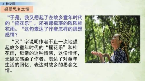 3 桂花雨     课件