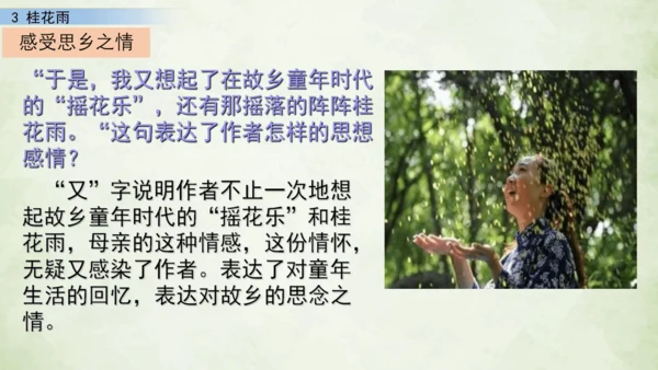 3 桂花雨     课件