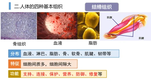 2.2.2 动物体的结构层次-2023-2024学年七年级生物上学期备课课件（人教版）(共26张PP