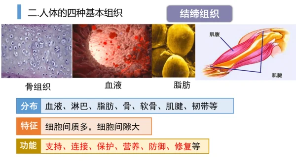 2.2.2 动物体的结构层次-2023-2024学年七年级生物上学期备课课件（人教版）(共26张PP