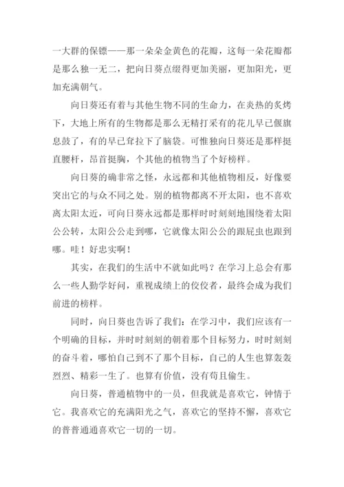描写向日葵的作文.docx